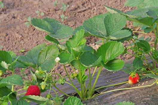 Cultivated strawberry with fruits in greenhouse