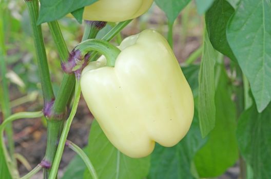 Yellow pepper growing in a greenhouse