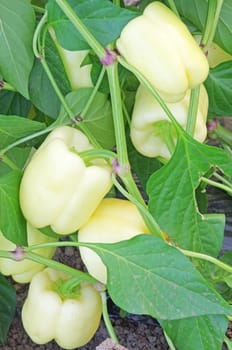 Yellow pepper plant in greenhouse with fruits