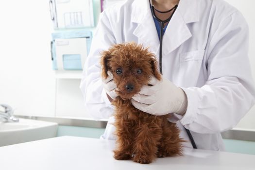 Dog in veterinarian's office