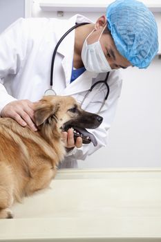 Veterinarian with dog in examination room