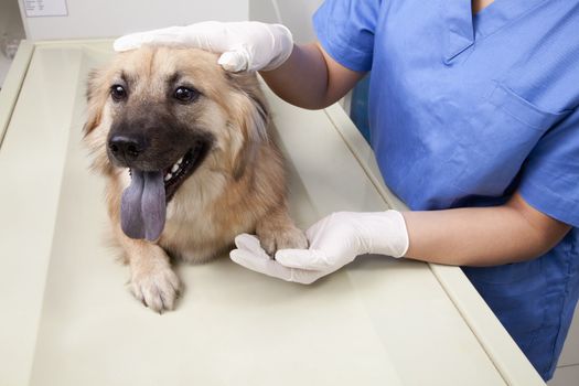 Veterinarian with dog in examination room
