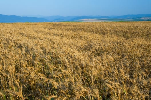 Golden wheat field scene waiting for harvest