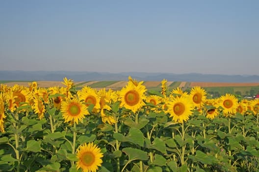 Sunflower field landscape after sunrise in Romania
