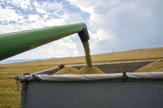 Waiting truck loading during cereal harvest on field