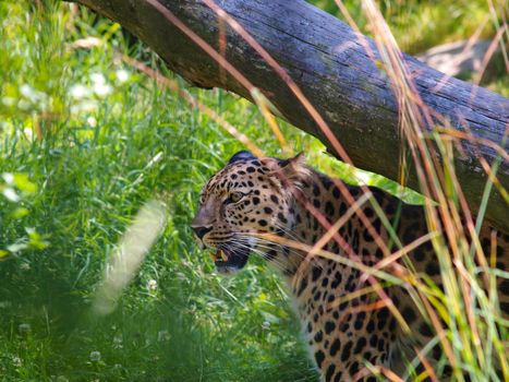 Portrait of leopard animal under a tree in grass, mouth open