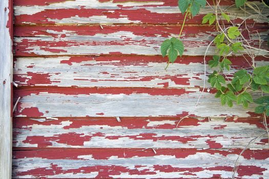Old Red Barn with Peeling Paint on Wood Siding and Climbing Vines Grunge Background