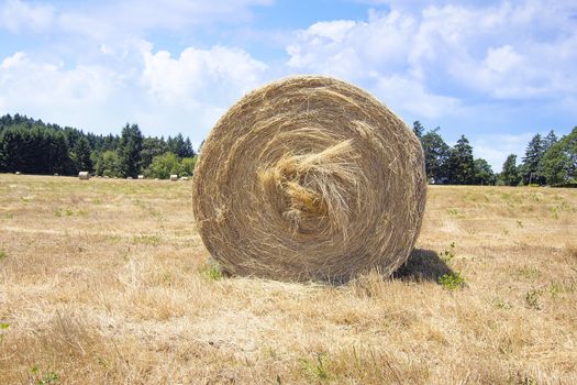 Round Bales of Hay in Grass Field for Livestock Closeup