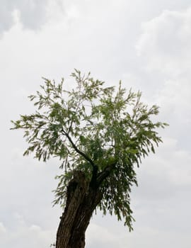 Tropical tree  on  background 