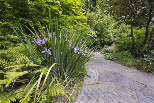 Slate Stone Garden Path with Oregon Irises Blooming in Spring