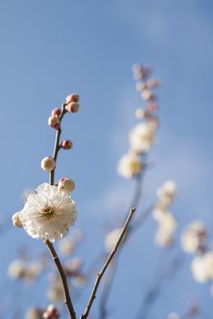 White plum blossom on a spring day