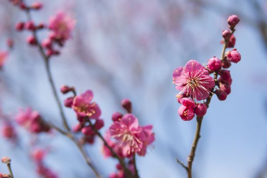 pink plum blossom on a spring day