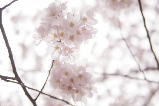 cherry blossom flowers on a spring day