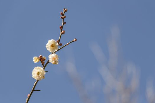 White plum blossom on a spring day