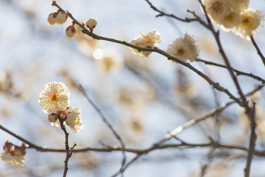 White plum blossom on a spring day