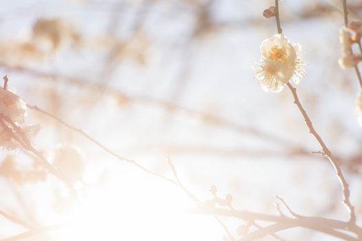 White plum blossom on a spring day