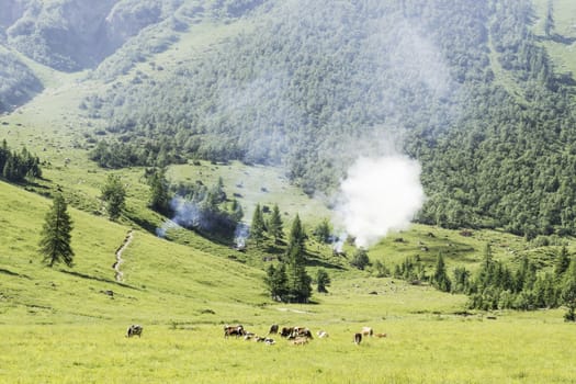 Picture of a landscape in Alps, Austria, with meadow, trees, cows and wild fire