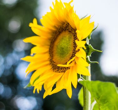 sunflower on a blur background