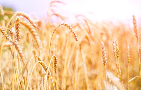 ripening ears of wheat field on the background of the setting sun