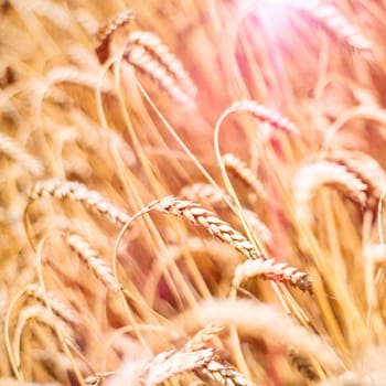 ripening ears of wheat field on the background of the setting sun