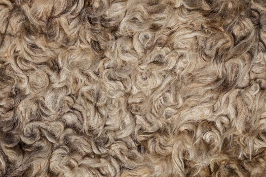 The texture of the fur sheepskin  close-up. yellow, gray, white color. 