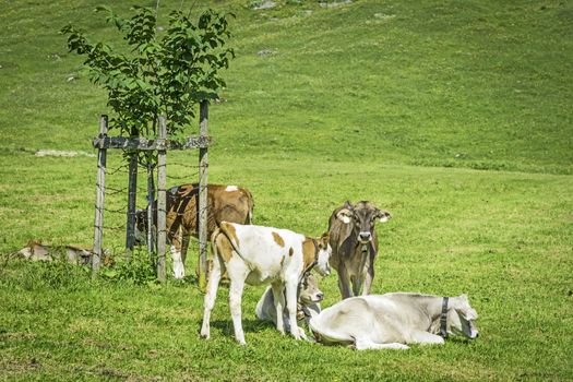 Young calves in a green meadow in sunny weather in the Alps