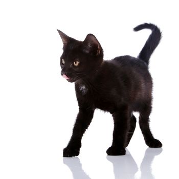 Black small kitten. Kitten on a white background. Small predator.