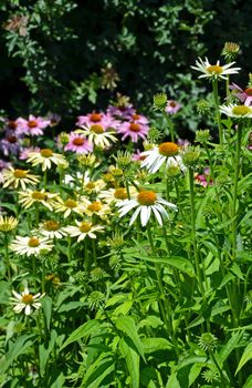 Colorful echinacea flower garden in the summer