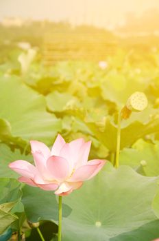 Morning lotus flower in the farm under warm sunlight.