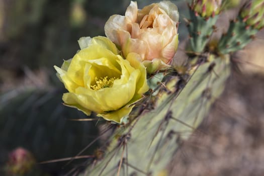 Elegant, waxy blossoms on prickly pear cactus in Saguaro National Park, Tucson, Arizona; 