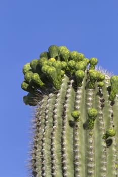 Flower buds on saguaro cactus (Carnegiea gigantea) in Saguaro National Park, Cactus Forest Loop Drive, Tucson, Arizona; Saguaro blossom is Arizona's state flower; 