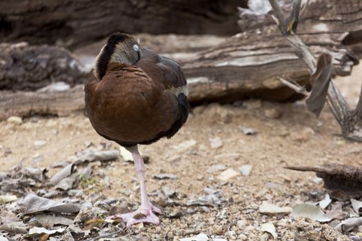 Sleeping duck standing on one leg, dozing in place; selective focus on bird, copy space available surrounding waterfowl. Location is Arizona Sonora Desert Museum. Fulvous whistling tree duck; 