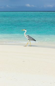 Heron at the beach on Maldivian island