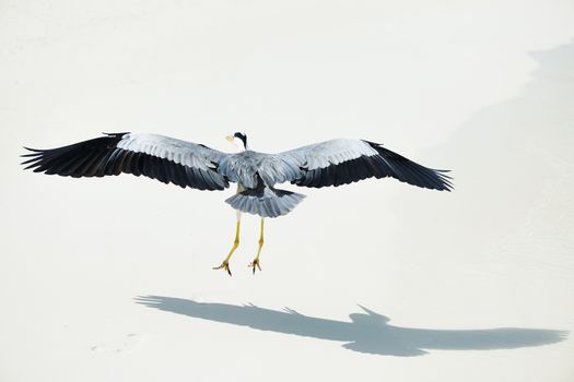 Heron at the beach on Maldivian island