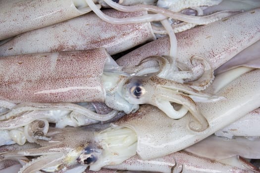 Fresh squid on a market stall in Bangkok