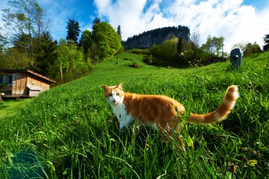 Cat walks in the meadow at Swiss Alps