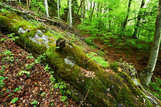 Beautiful green forest at Alps