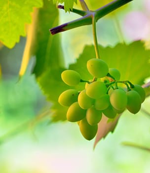 unripe grape in vineyard shoot in natural background