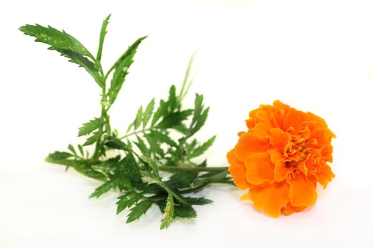 Tagetes flower and leaves against a white background