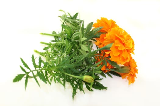Tagetes flower and leaves against a white background