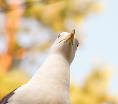 Seagull staring downwards with blue sky and autumn colors in background