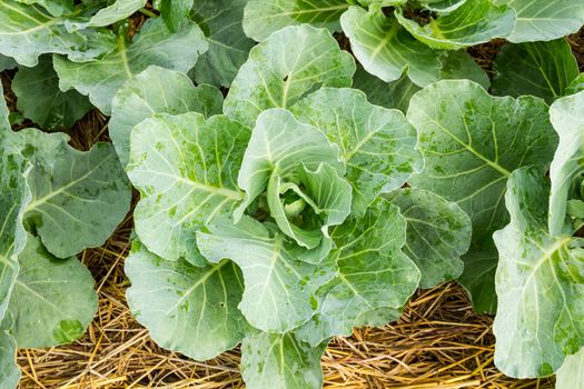 Closeup cabbage seedlings grown in a field