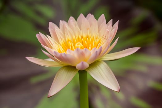 Beautiful pink water lily with background of leaf