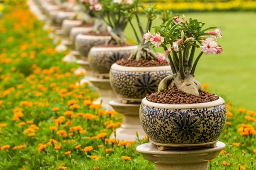 Desert rose or Ping Bignonia in pots ceramic