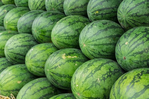 Watermelon set in a row on straw