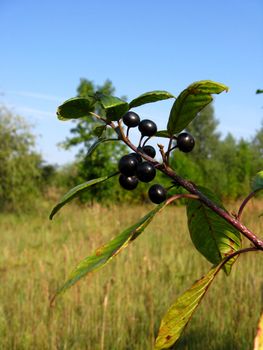 image of the branch with the ripe wolf berries