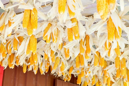 Dried corn hanging under the eaves