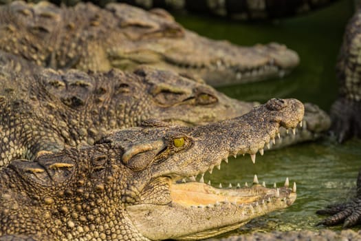 Crocodile with open mouth lying in farm, Thailand