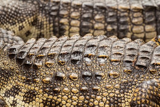 Close up of crocodile skin in fram