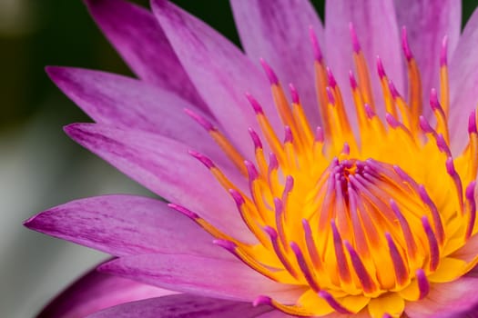 Close up on pink water lily